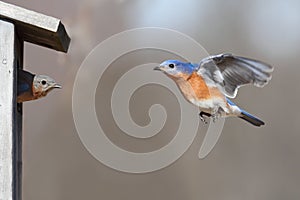 Pair Of Bluebirds