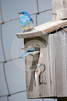 A pair of bluebirds