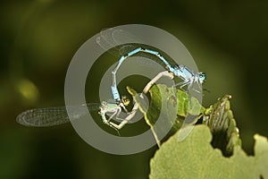 Pair of bluet damselflies mating in New London, New Hampshire.