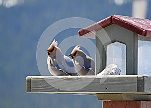 Pair of bohemian waxwings on backyard feeder