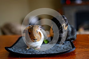 Pair of bonded guinea pigs begging for food. photo