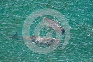 A pair of bowhead whales off the coast. View from above