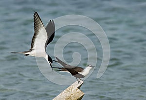 A pair of Bridled terns