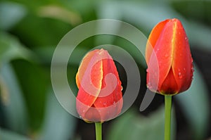 A Pair of Bright Orange Tulips