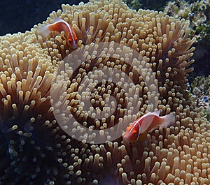 Pair of bright tropical fish in large anemone underwater