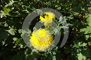 Pair of bright yellow flowers of Chrysanthemums in October