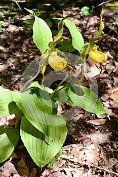 Pair of bright yellow lady slipper orchids growing in forest