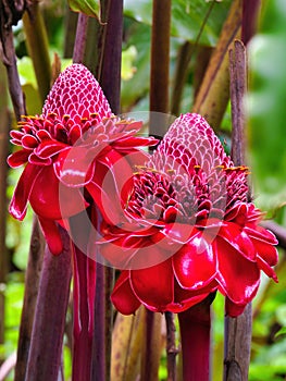 Pair of brilliant red torch ginger blooms. photo