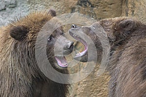 Pair of brown bear cubs fighting and playing