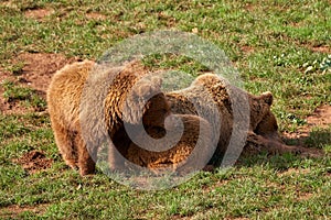 Pair of brown bears playing around in Cabarceno Natural Park, Spain