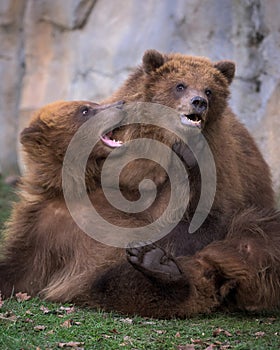 Pair of brown bears wrestling and playing together