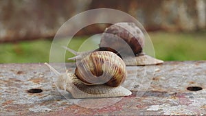 Pair of Brown Burgundy Roman Snail or Slug Racing Outdoors