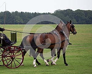 Pair of brown carriage horses in harness attached to carriage in grassland