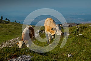 Pair of brown cows with small horns is relaxing on a big pasture field on Velika Planina plateau in Slovenia on a warm sunny