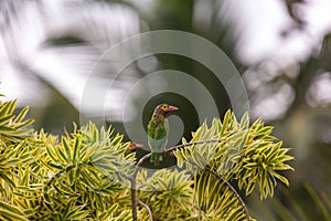 Pair of Brown Headed Barbets perched in a tree