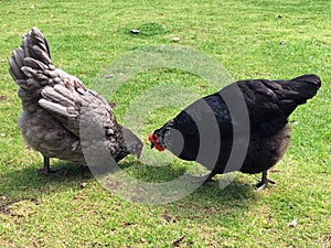 Pair of brown hens pecking on grass