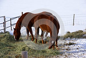 Pair of brown horses grazing in winter pasture