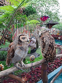 a pair of brown owls perched on a tree branch
