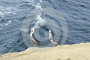 Brown Pelicans, Wild Birds