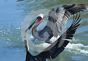 A Pair of Brown Pelicans Squabble Over a Fish