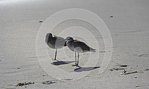 Pair of brown Sandpipers on Cocoa Beach, Florida