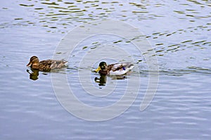 Pair of brown wild male female mallard duck swimming on the water on the background of the water surface