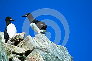 Pair of Brunnich`s guillemot