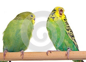 Pair budgerigar