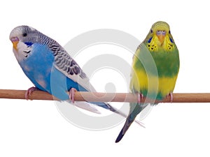 Pair budgerigar