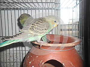 Pair of budgerigars in an earthen pot