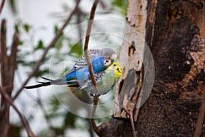 Pair of Budgies or budgerigars mating