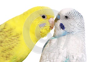 Pair of budgies, isolated on white