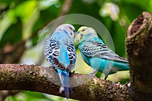 Pair of budgies a.k.a. parakeets Melopsittacus undulatus kissing on branch