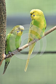 Pair of Budgies Sitting Perched on a Tree Branch