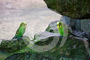 Pair of budgies sitting on a rock and looking