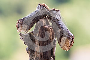 Pair of buff-tip moths Phalera bucephala on stick