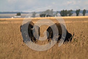 A pair of buffalo in the American prairies