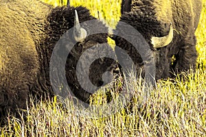 Pair of Buffalo in Jackson Hole