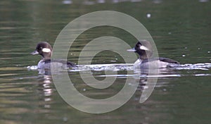 Pair of Bufflehead Female Ducks