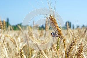 A pair of bug beetles reproduce on a spike of organic wheat grown without insecticides