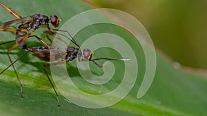 A pair of bugs making love on a green leaf