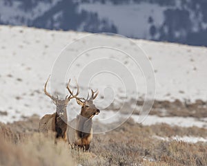 Pair of bull elk in winter