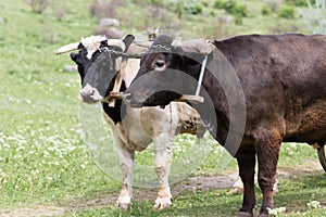 Pair of bulls in a wooden yoke
