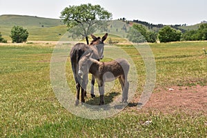 Pair of Burros Standing in a Large Field