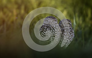 Pair of Burrowing Owls