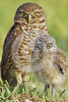 Pair of Burrowing Owls