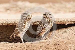 Pair of Burrowing Owls