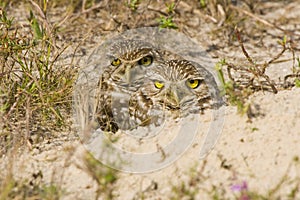 A pair of Burrowing Owls