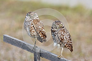 Pair of Burrowing Owls in Cape Coral, Florida