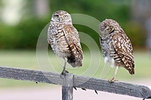 Pair of Burrowing Owls in Cape Coral, Florida